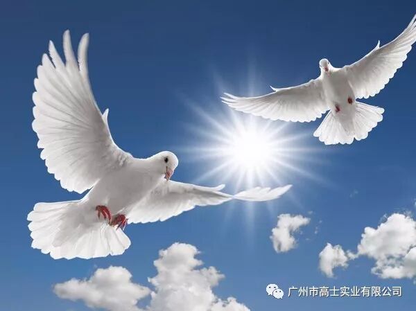 Hati Glorystar "teras" Cina